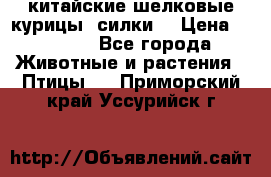 китайские шелковые курицы (силки) › Цена ­ 2 500 - Все города Животные и растения » Птицы   . Приморский край,Уссурийск г.